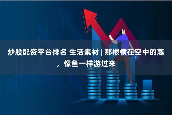 炒股配资平台排名 生活素材 | 那根横在空中的藤，像鱼一样游过来